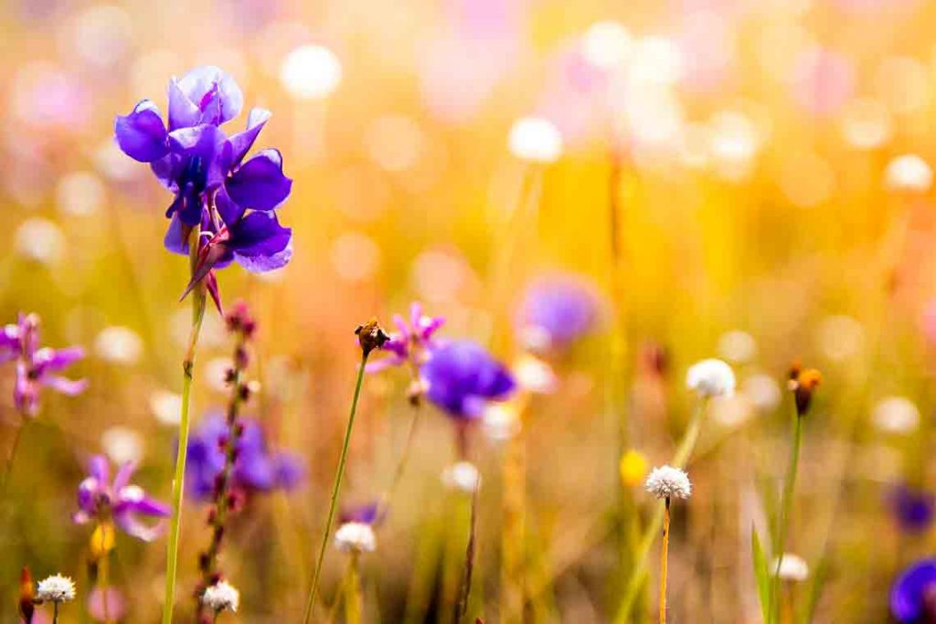 Gartentipp Juni 2025