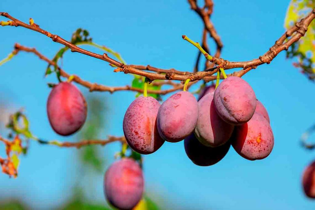 plums-3560078_1920_Bild von Couleur auf Pixabay