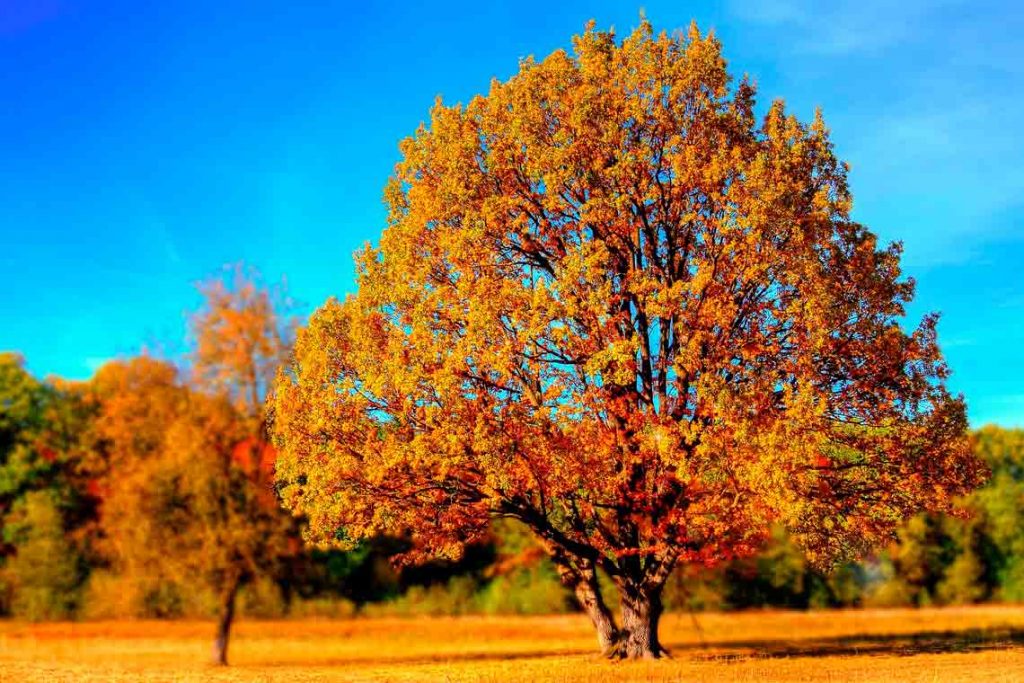 Herbst, Gartentipp September 2025, tree-99852_1920_Bild von Giani Gheorghe auf Pixabay