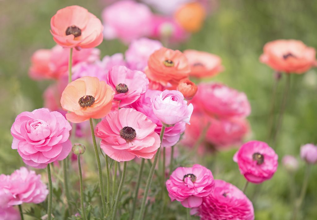 Gartentipp Juni 2026, AdobeStock_275672228