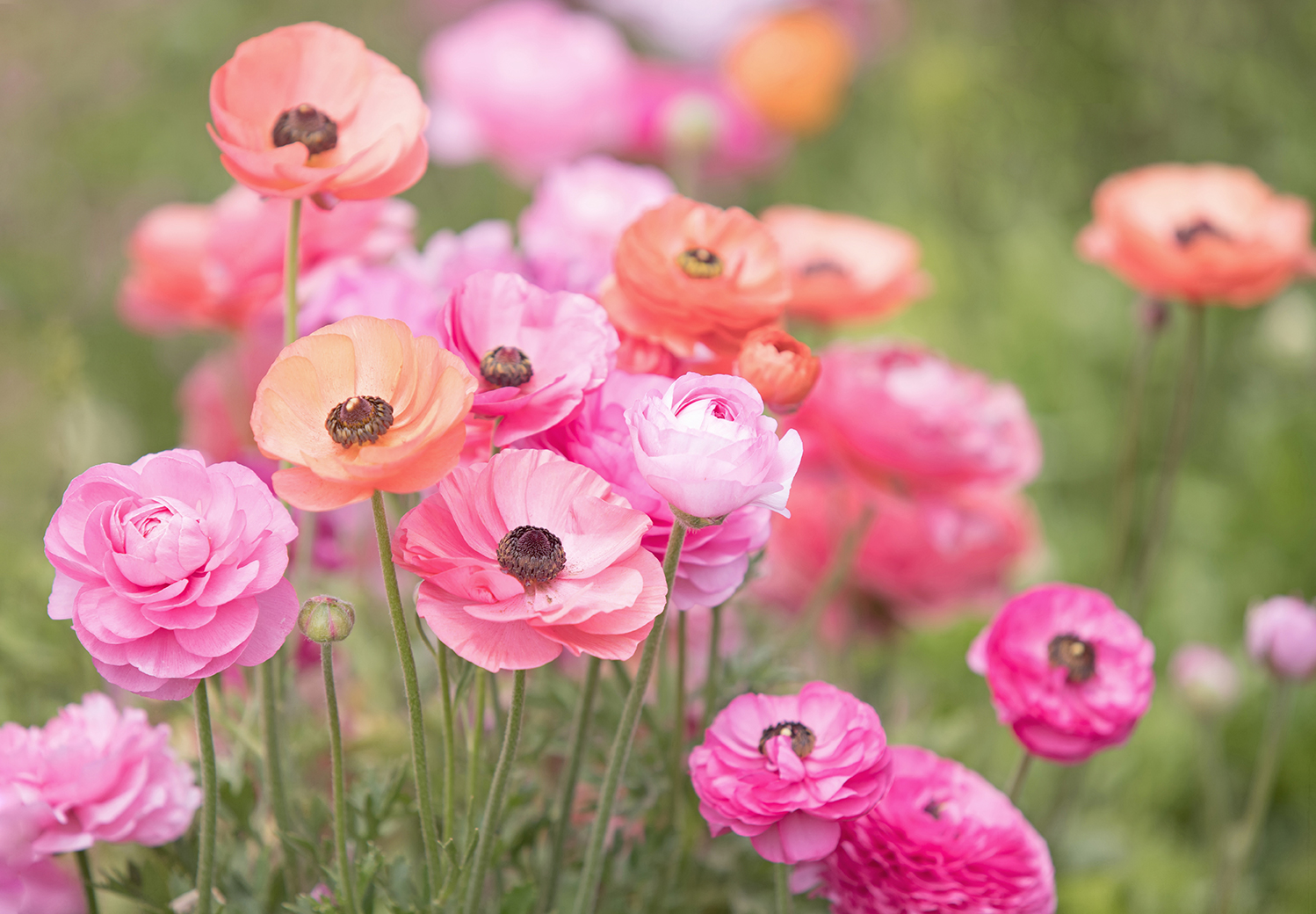 Gartentipp Juni 2026, AdobeStock_275672228