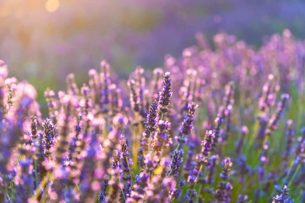 Gartentipp Juli 2026, AdobeStock_281236591