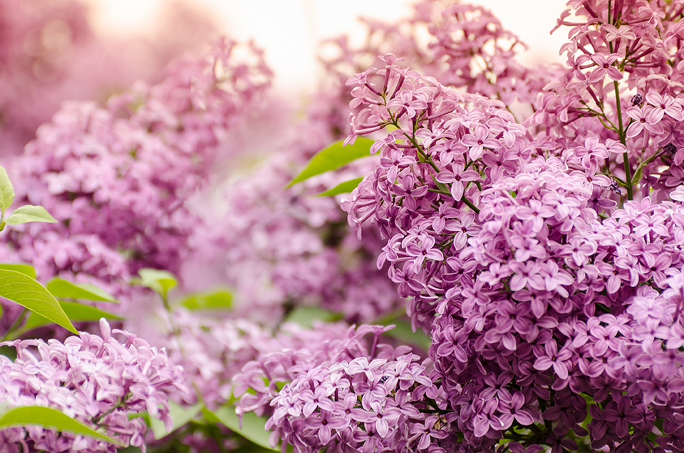 Gartentipp Mai 2026, AdobeStock_316861777
