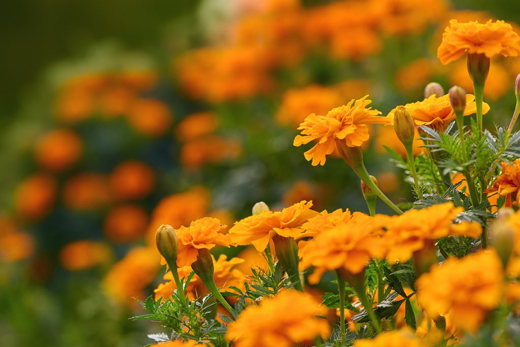 Gartentipp September 2026, AdobeStock_385972549