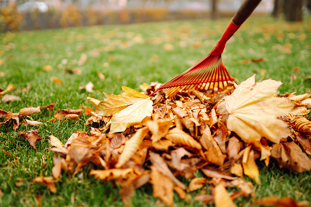 Gartentipp Oktober 2026, AdobeStock_460503692