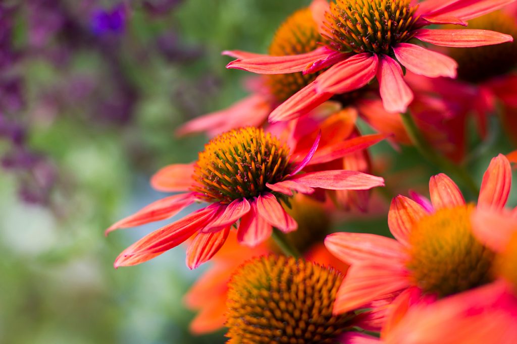 Gartentipp August 2026, AdobeStock_629576556
